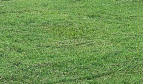 Dull Blades Bend Flexible Grass