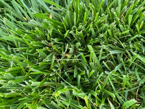 Grass cut with a dull blade